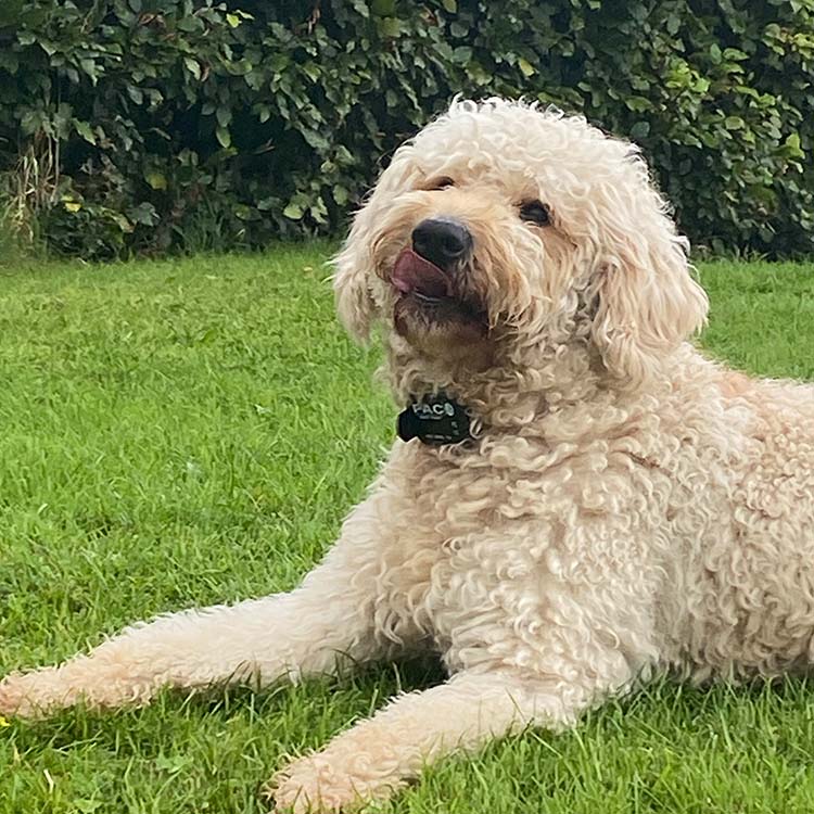 Fluffy white dog lying on the lawn wearing a PACDOG collar.