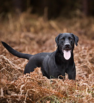 Black hunting dog standing alert in a natural outdoor setting.