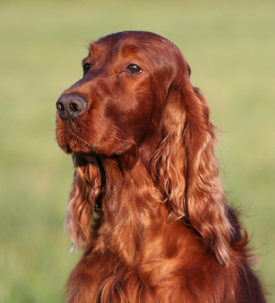 Brown dog sitting calmly in a grassy field, looking alert and attentive.