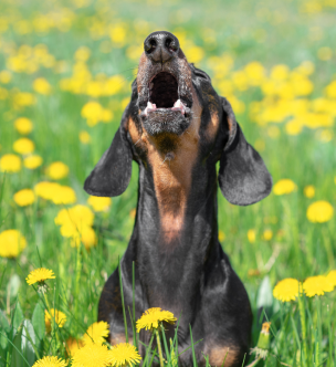 Small dog standing in grass, barking energetically.