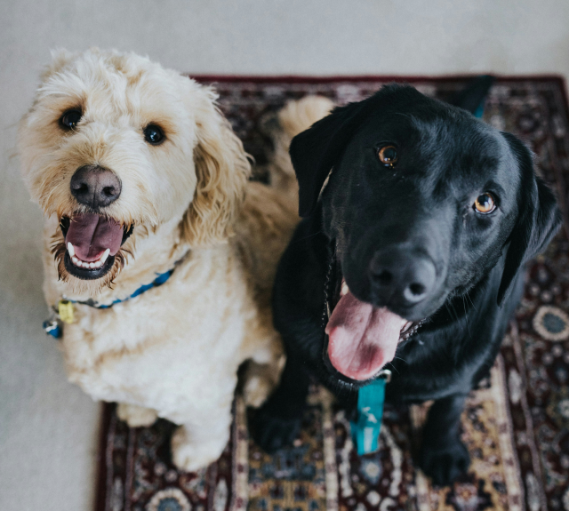 Two dogs, one white and one black, sitting together and looking up at the camera.