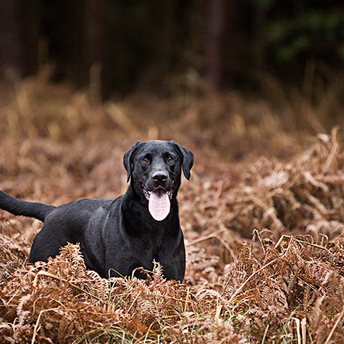Black hunting dog standing alert outdoors.