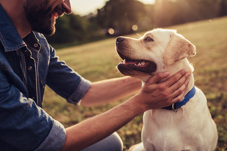 Man gently rubbing a white Labrador’s head, the dog wearing a collar, outdoors.
