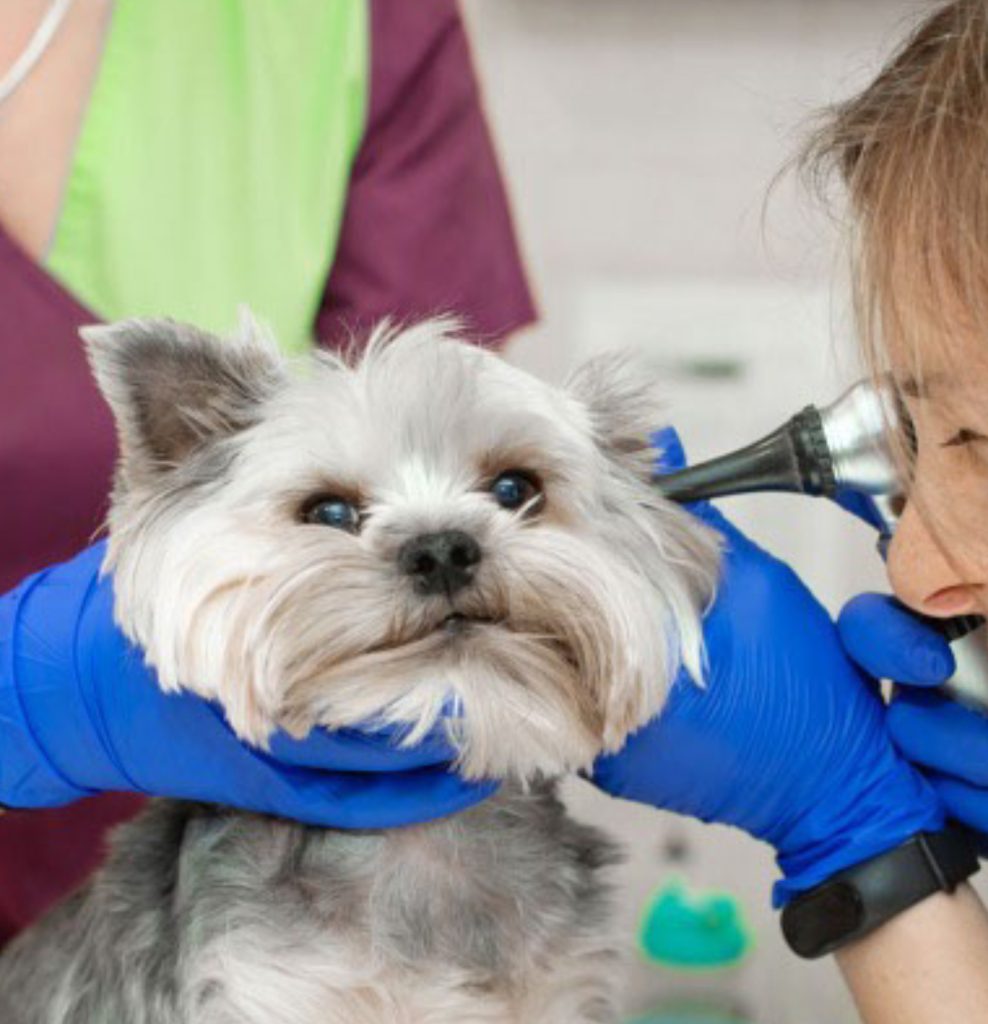 Yorkshire Terrier dog sitting on a veterinary examination table.