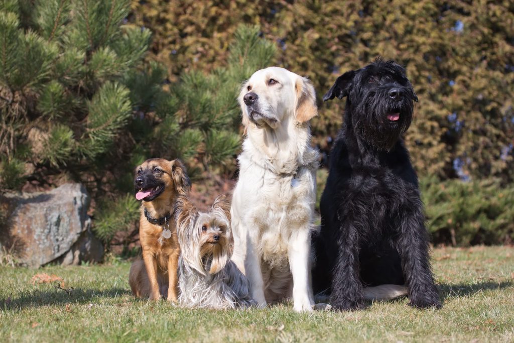 Four dogs sitting together outdoors, two large dogs and two small dogs, all facing forward.