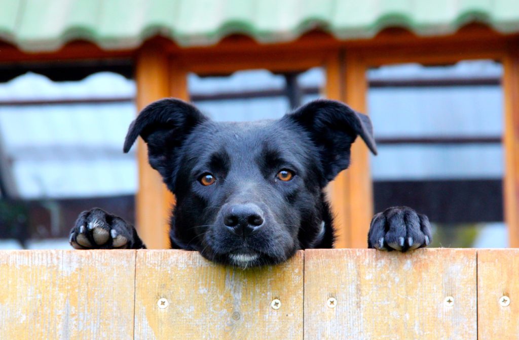 Black 6-month-old puppy looking over a wooden fence outdoors.