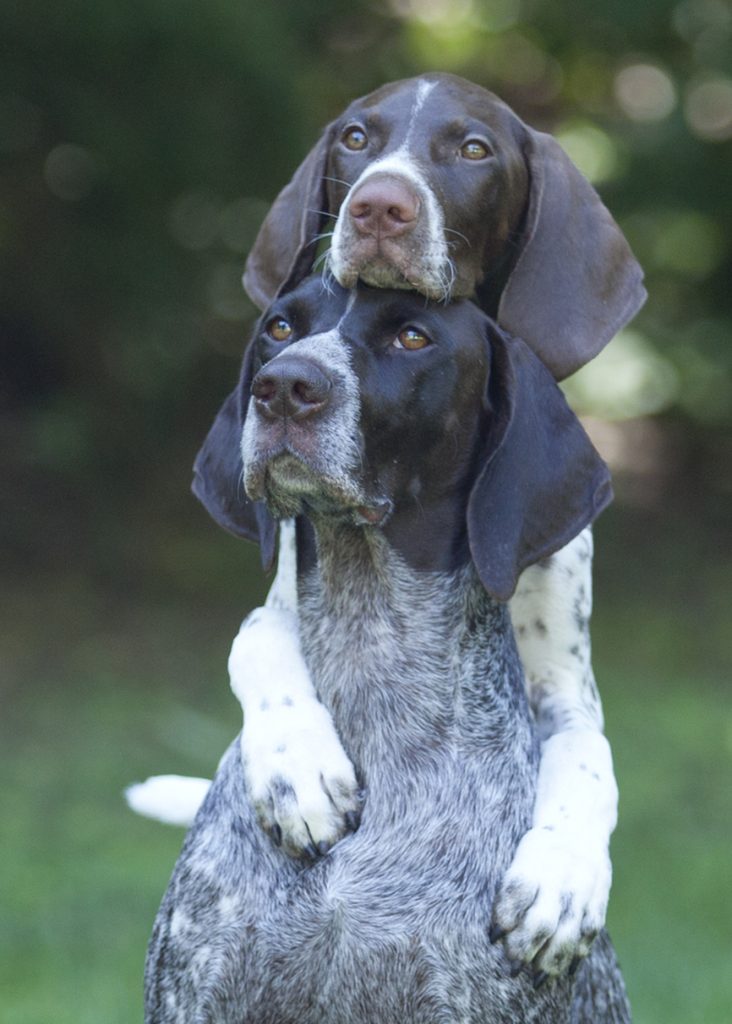 Small dog climbing playfully on her sister dog’s back outdoors.