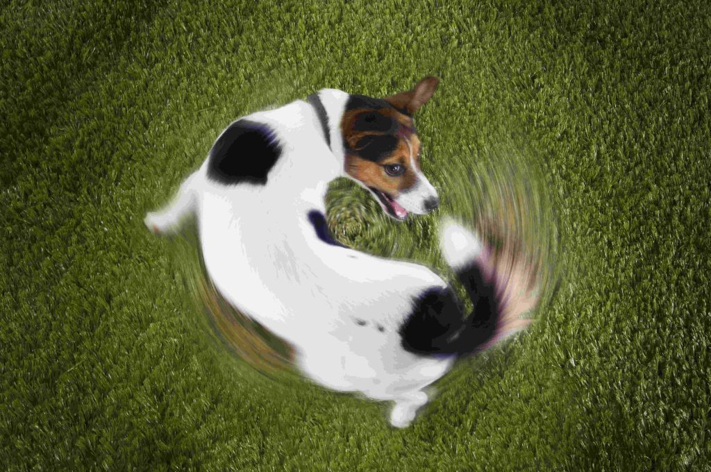 Terrier dog viewed from above, playfully chasing its own tail in a circular motion.
