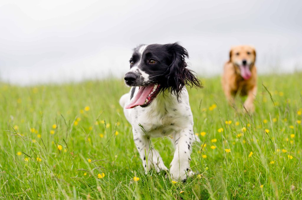 White and black dog being playfully chased by another dog in a grassy outdoor area.