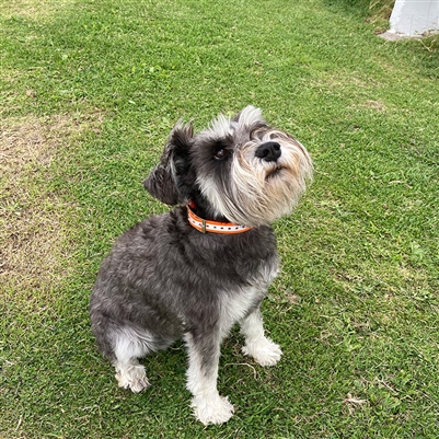 Reflective Dog Collar - Green - L500mm x W19mm x H2.5mm - Image 4
