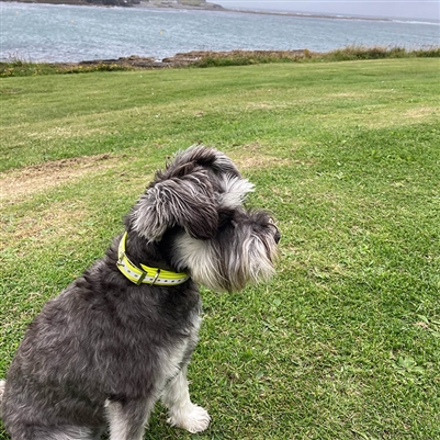 Reflective Dog Collar - Green - L500mm x W19mm x H2.5mm - Image 6