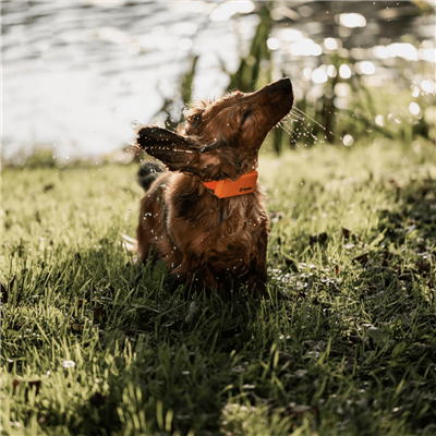 Dog Tracking Collar Small | GSM-GPS Tracker | PAC DOG Hunting - Image 6