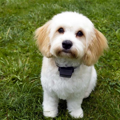 PAC Fence Miniature/Small | Dog & Cat | 100m Wire Roll - Image 2