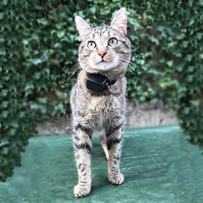 PAC Fence Miniature/Small | Dog & Cat | 100m Wire Roll - Image 4