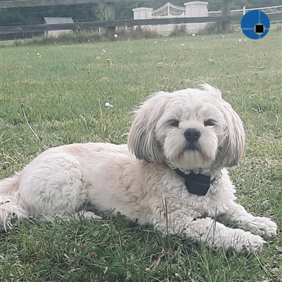 PAC Fence Miniature/Small | Dog & Cat | 200m Wire Roll - Image 2