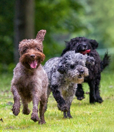 Three small, fluffy dogs running together on grass, playing and enjoying an energetic outdoor moment.