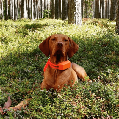 Dog Tracking Collar Medium/Large | GSM-GPS Tracker | PAC DOG Hunting - Image 3