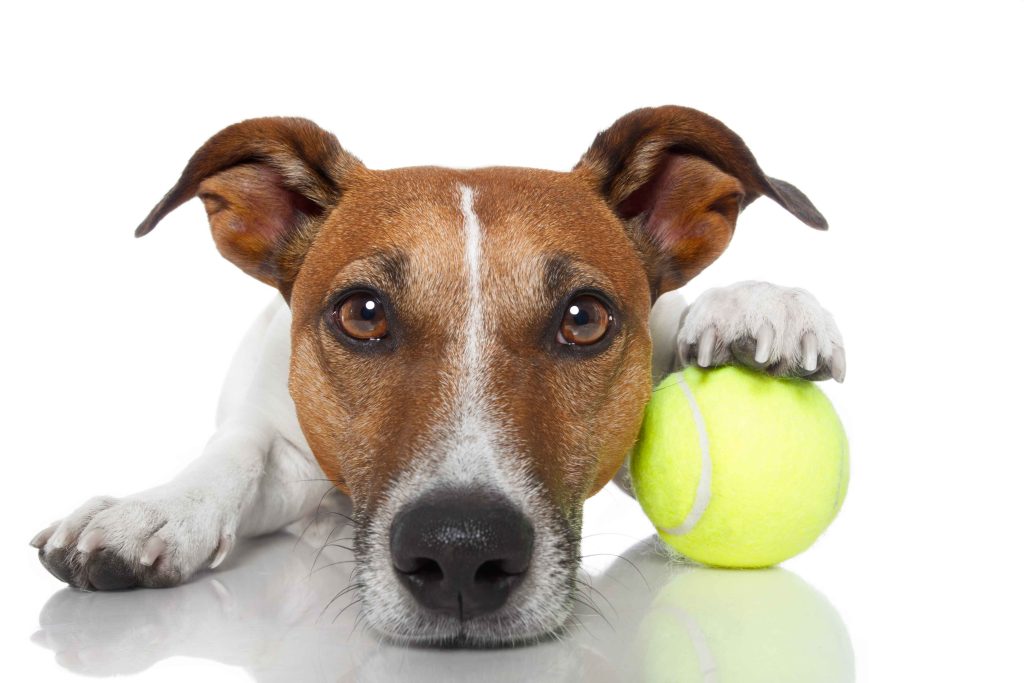 Jack Russell Terrier lying down, staring at the camera with one paw resting on a tennis ball.