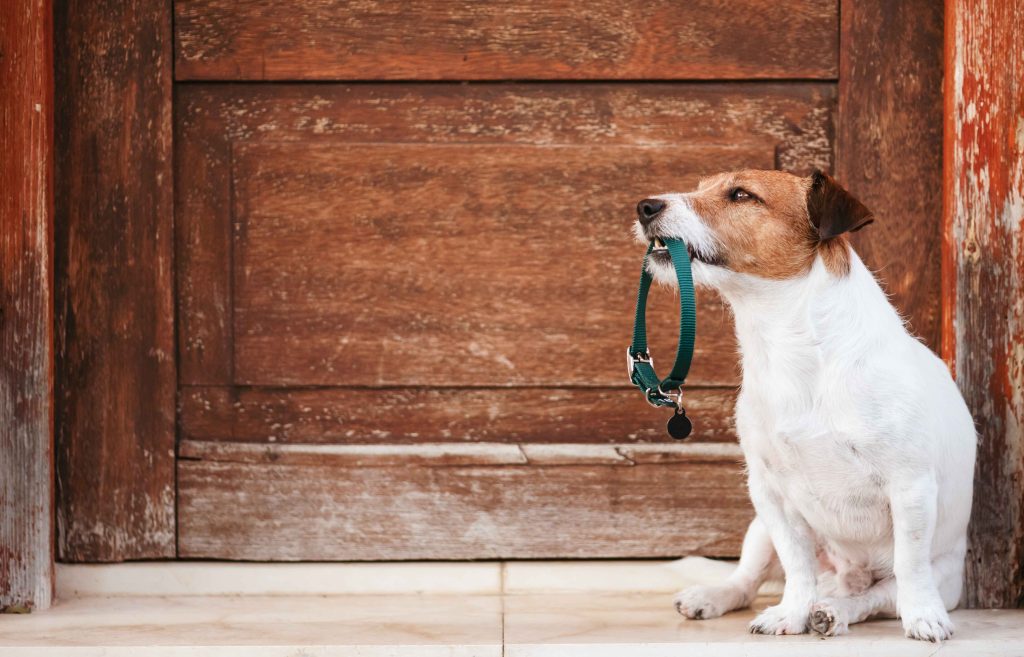 Jack Russell Terrier sitting in front of a door, holding its leash in its mouth.