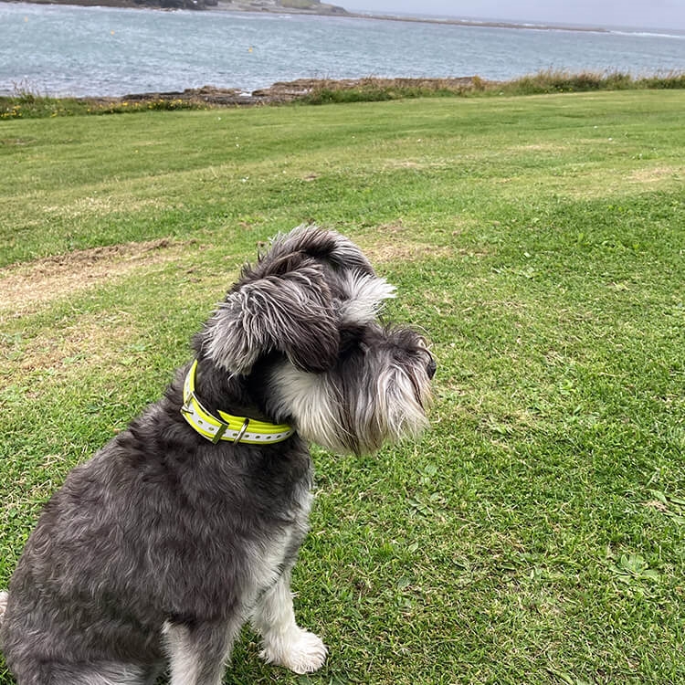 Reflective Dog Collar | 4 Colours - Image 6