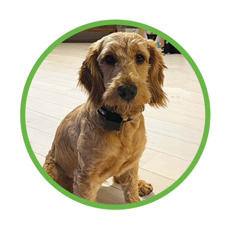 PAC Miniature/Small Dog Training System | 3km Range | EXT2+ - Image 3