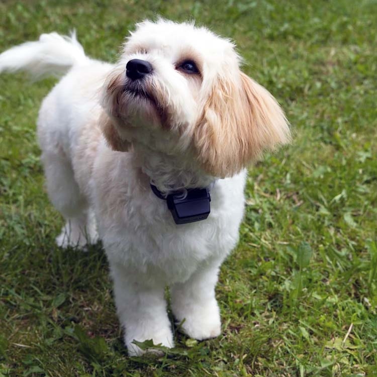 PAC Fence Mini/SM Collar | Dogs & Cats | F8C - Image 2