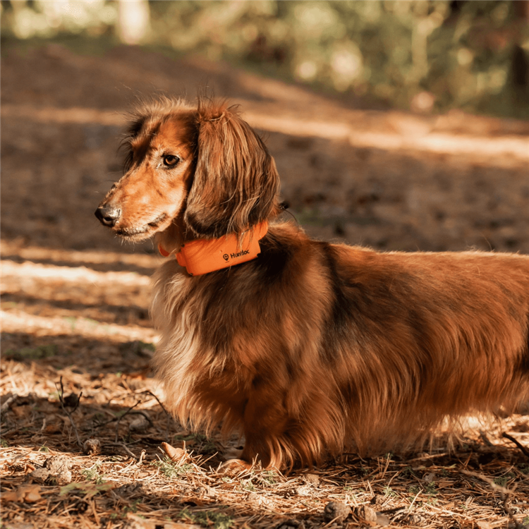 Dog Tracking Collar Small | GSM-GPS Tracker | PAC DOG Hunting - Image 3