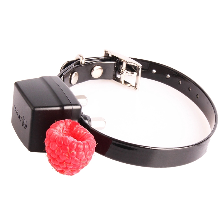 PAC Miniature/Small Dog Training System | 1km Range | nDXT+ - Image 3